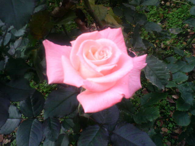 DCF_0069.jpg